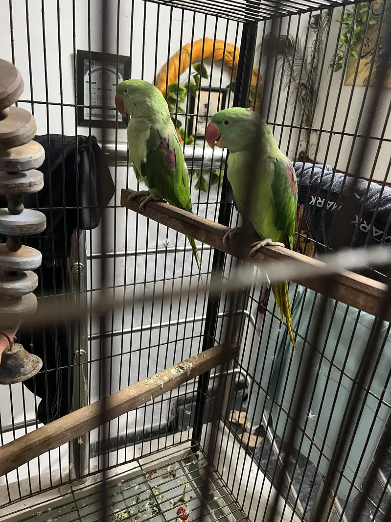 Raw Parrots — photo 5