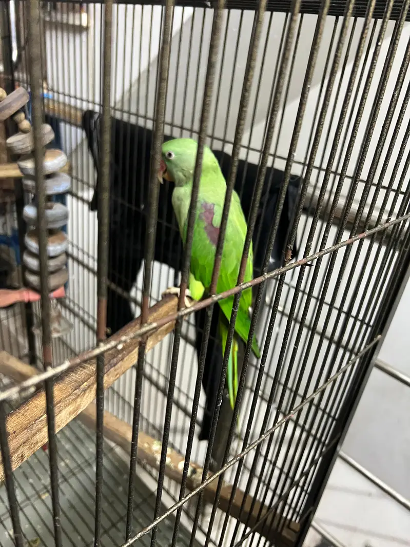 Raw Parrots — photo 6