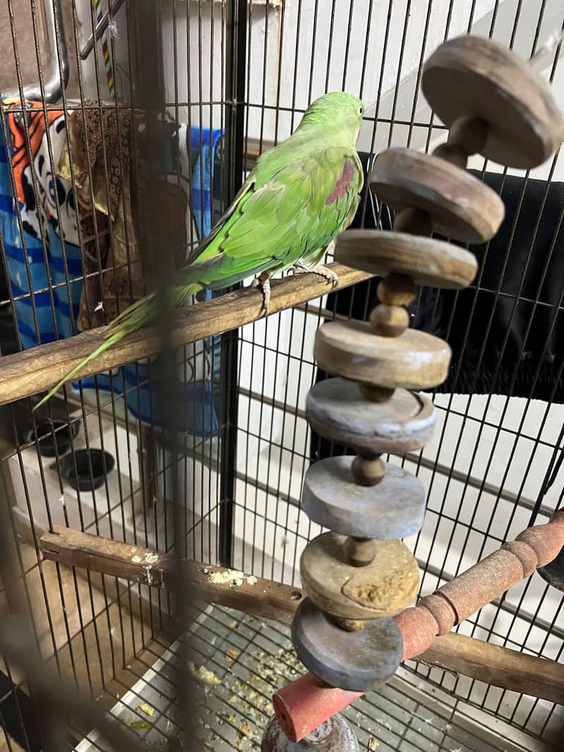 Parrots 6