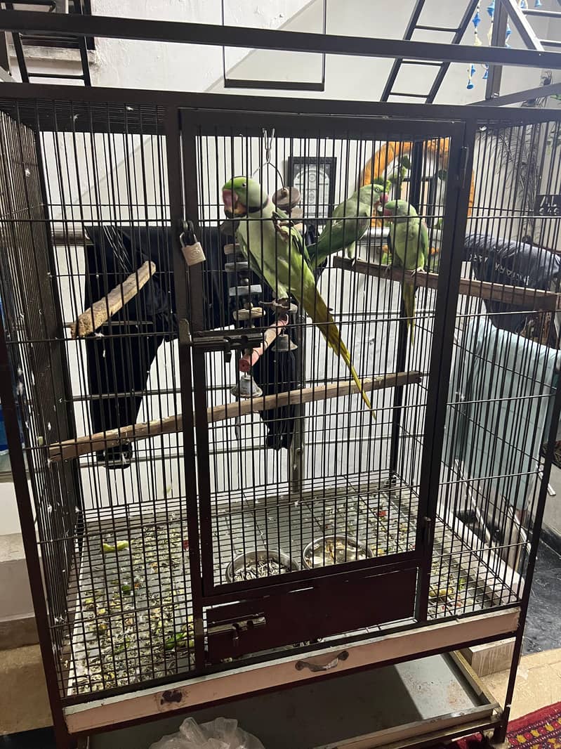 Parrots 7