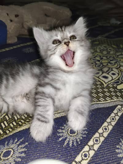 2 Kittens for Sale