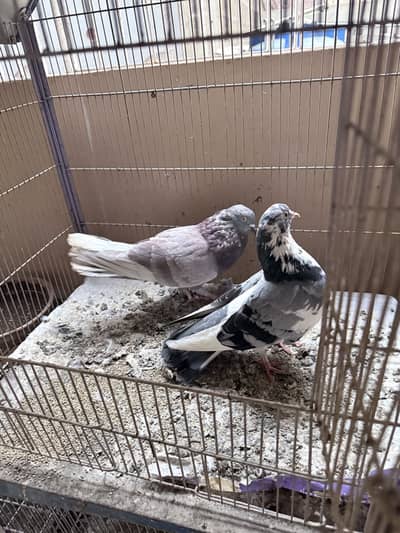 Beautiful Kabootar Pair For Sale – Healthy & Active