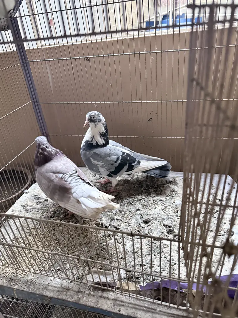 Beautiful Kabootar Pair For Sale – Healthy & Active — photo 2