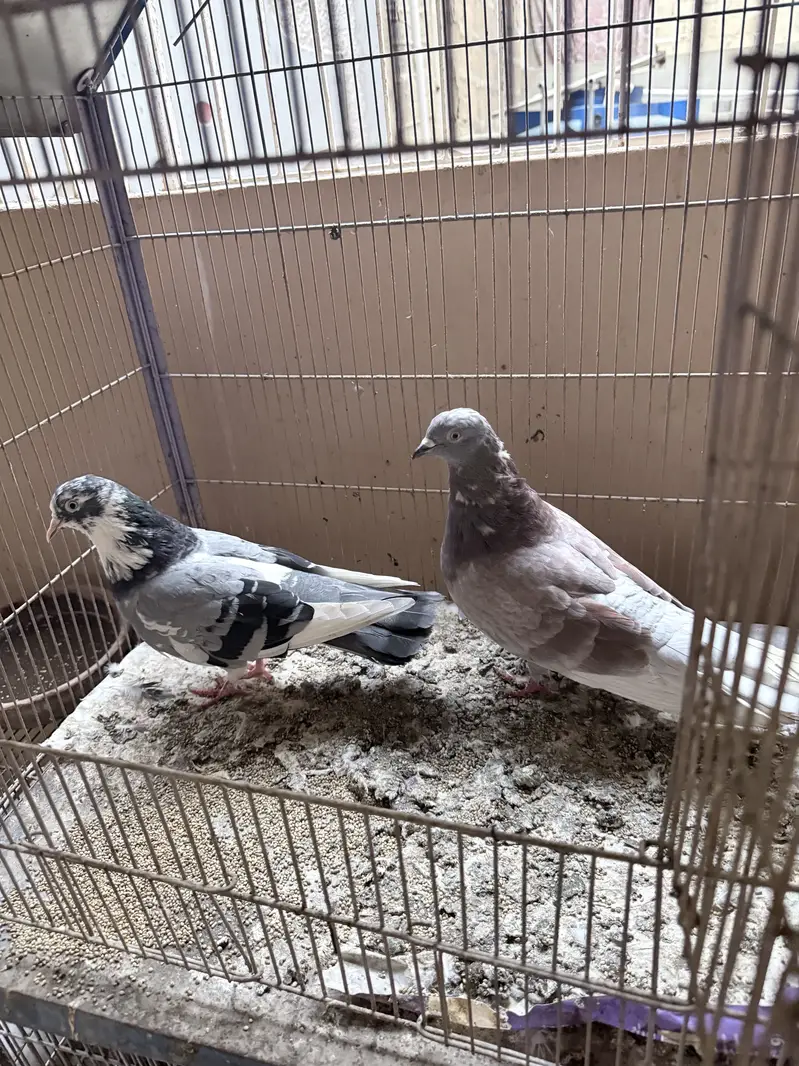 Beautiful Kabootar Pair For Sale – Healthy & Active — photo 3