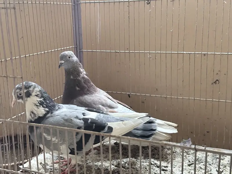 Beautiful Kabootar Pair For Sale – Healthy & Active — photo 4