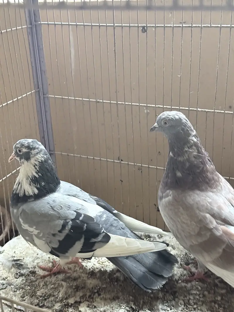 Beautiful Kabootar Pair For Sale – Healthy & Active — photo 5
