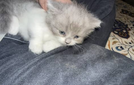 female kitten for sale