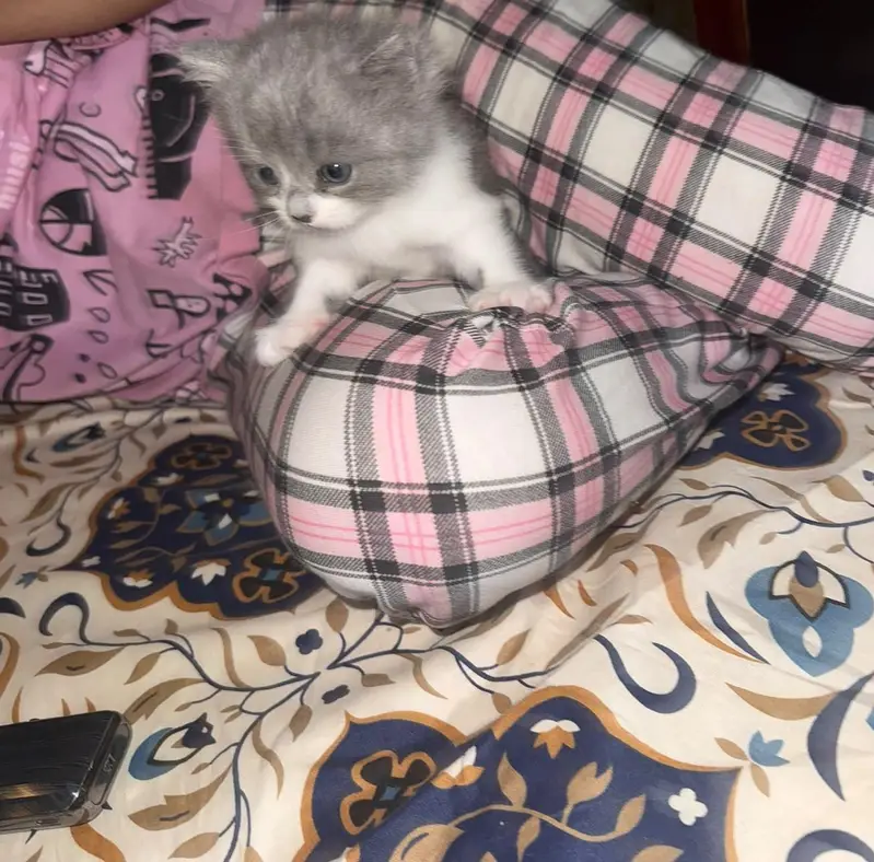 female kitten for sale — photo 2