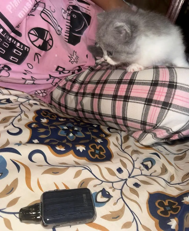 female kitten for sale — photo 3