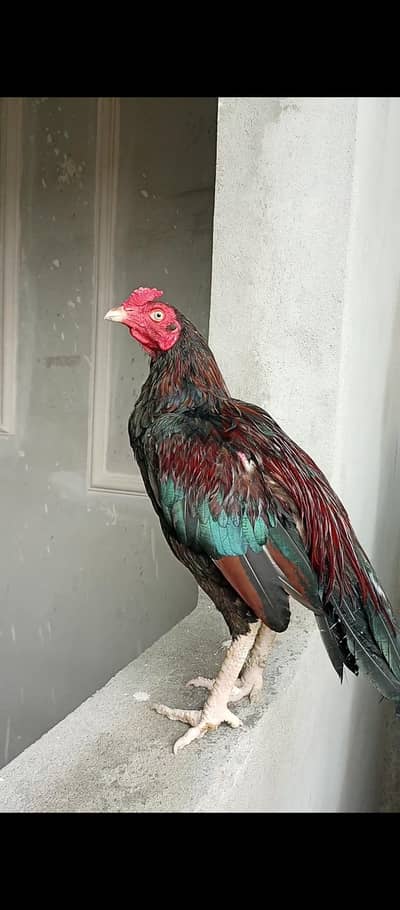 Quality Aseel home breed