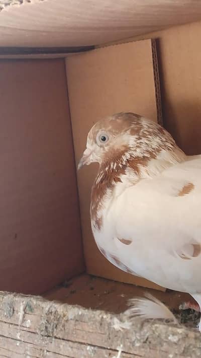 pure Teddy 2 breeder females for sale