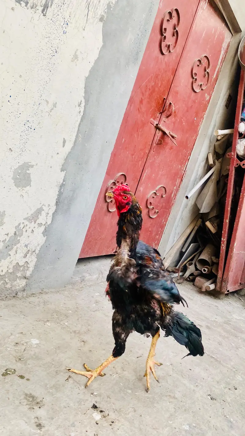 aseel hen — photo 2