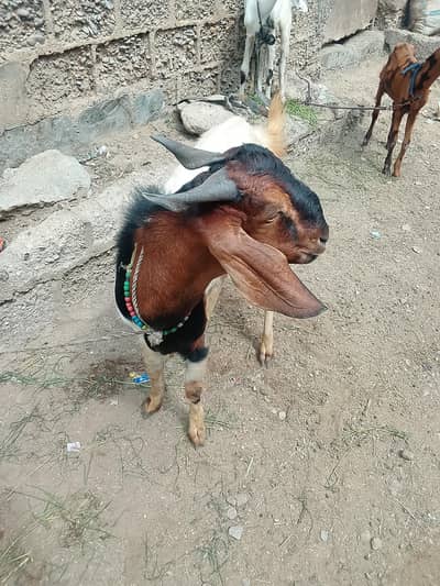 andoo Bakra hai