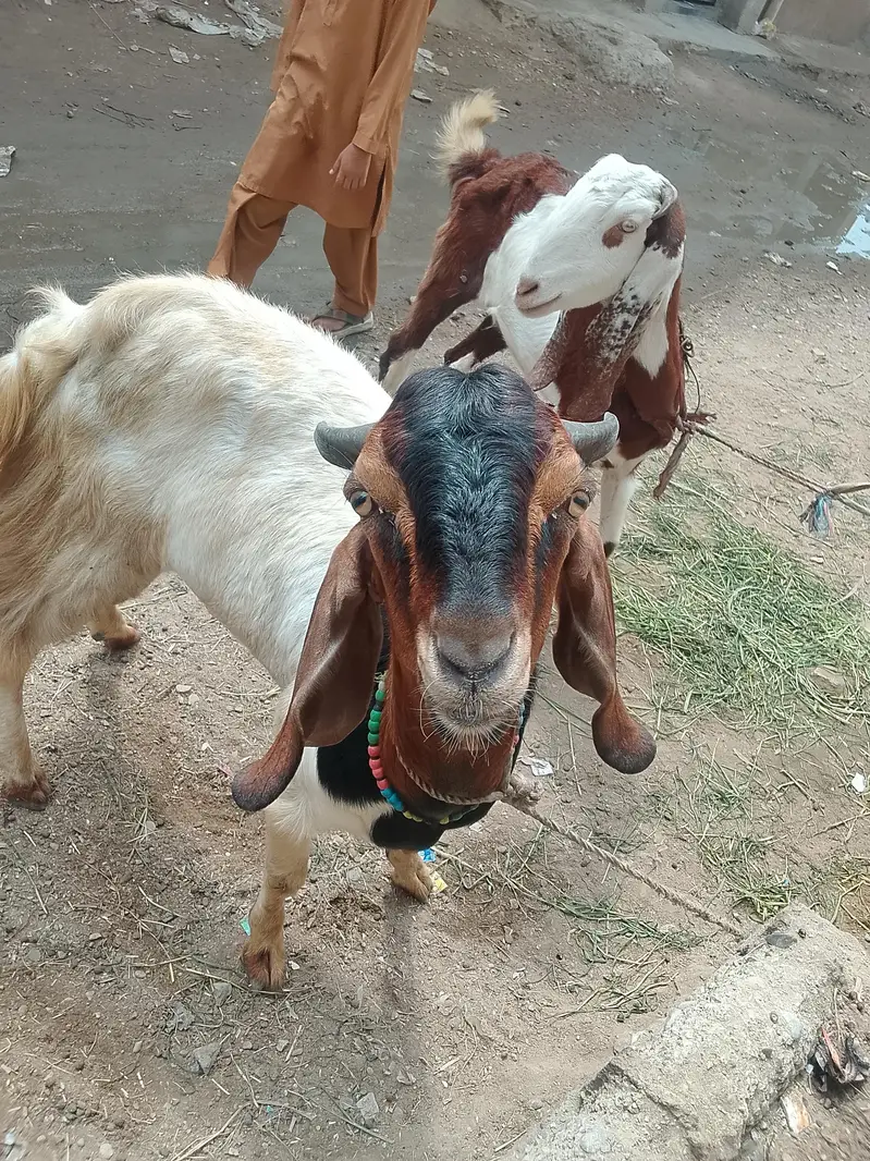 andoo Bakra hai — photo 2