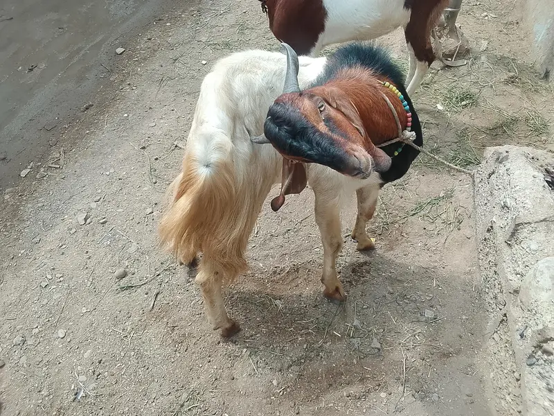andoo Bakra hai — photo 3
