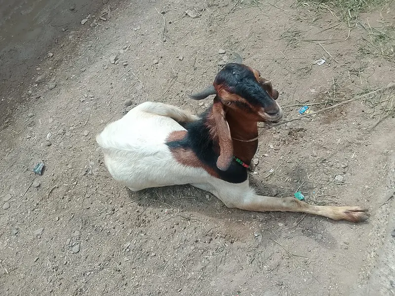 andoo Bakra hai — photo 4