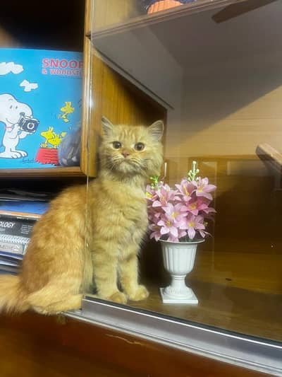 Persian Orange Cat