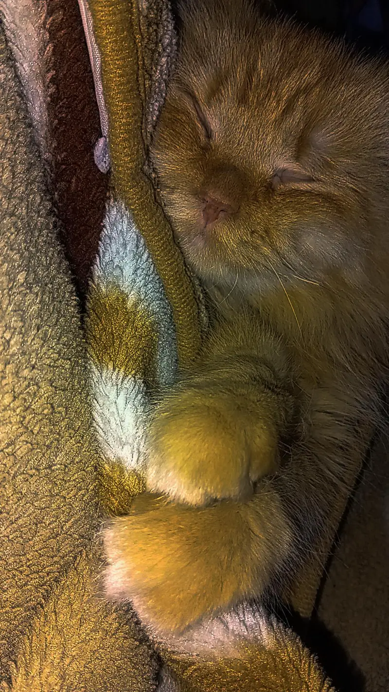 Persian Orange Cat — photo 2