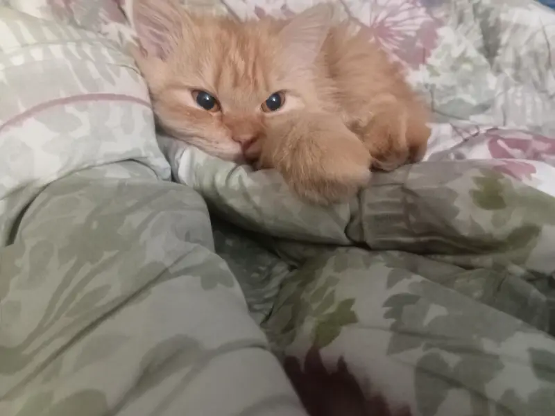 Persian Orange Cat — photo 3