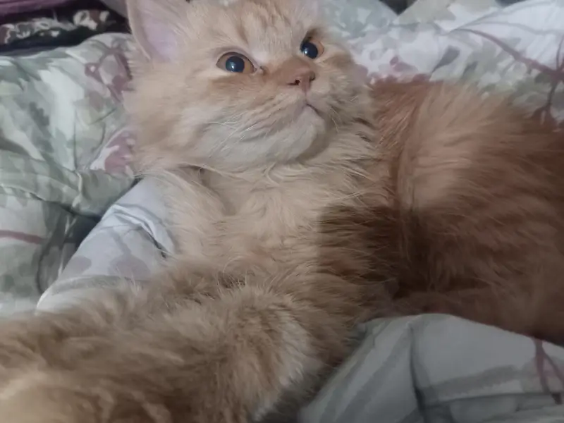 Persian Orange Cat — photo 4