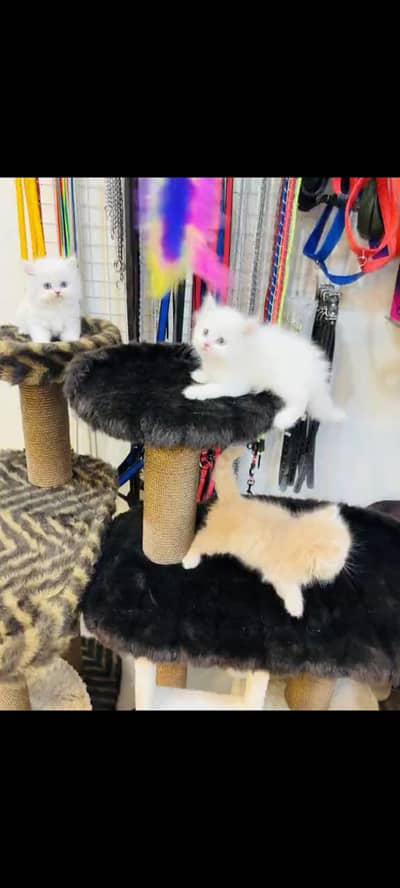 persian cat for sale
