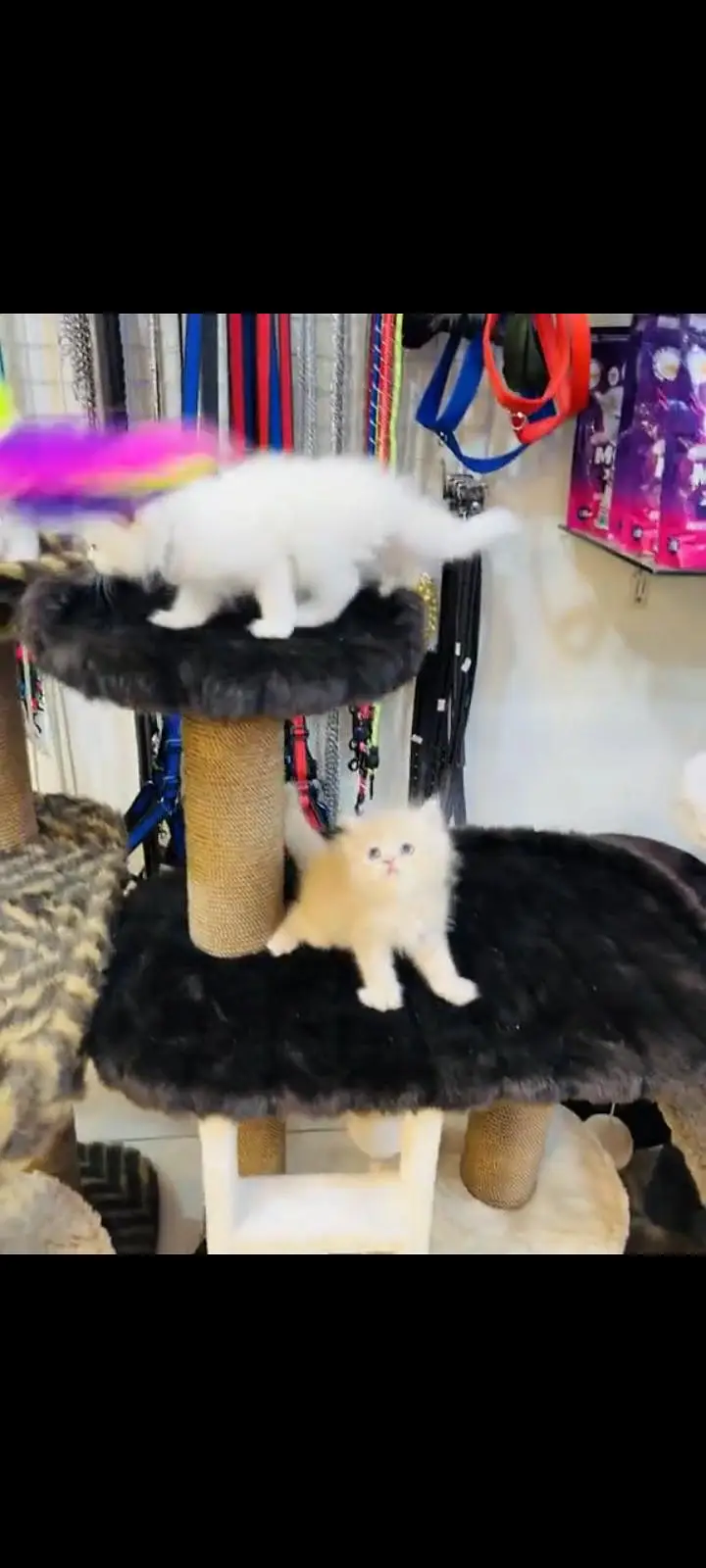 persian cat for sale — photo 2