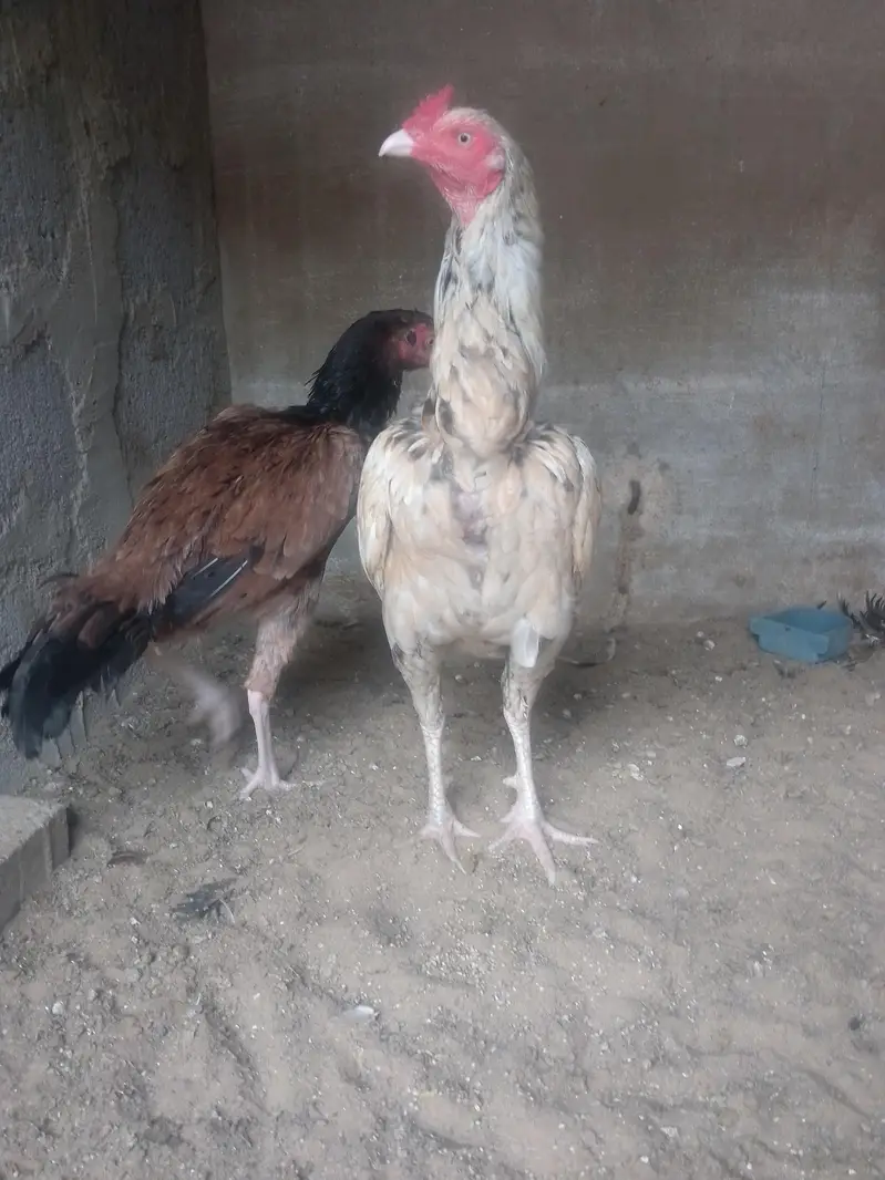 selling aseel pair — photo 2