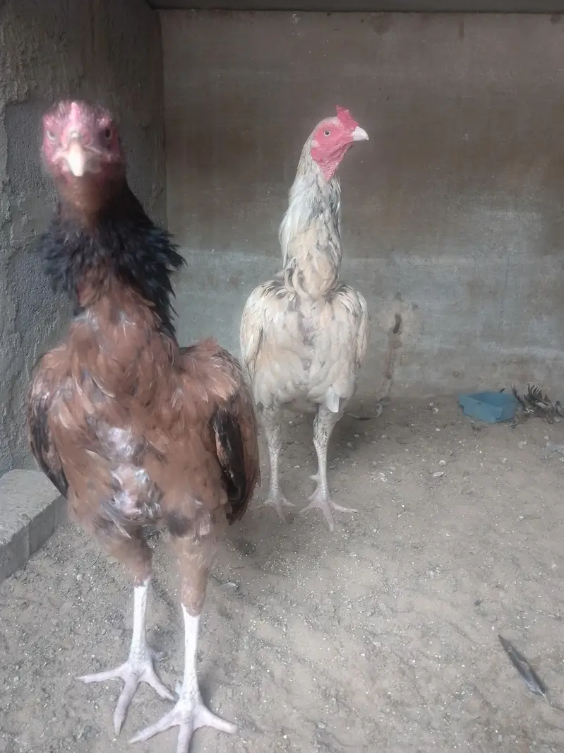 selling aseel pair — photo 3
