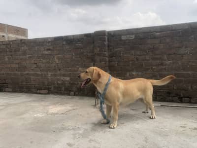 Labrador Female