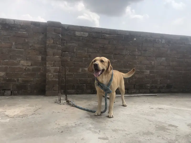 Labrador Female — photo 2