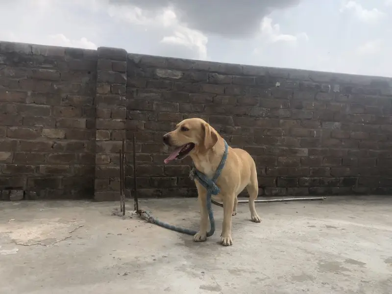 Labrador Female — photo 4