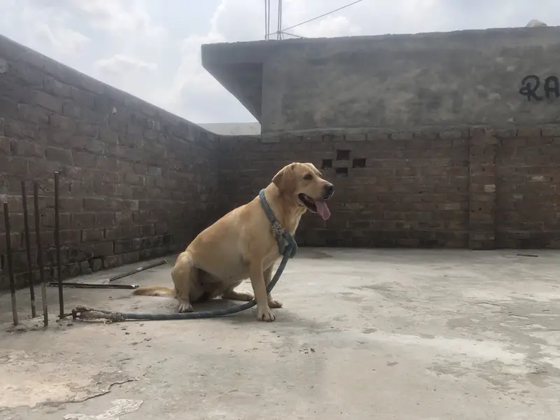 Labrador Female — photo 6