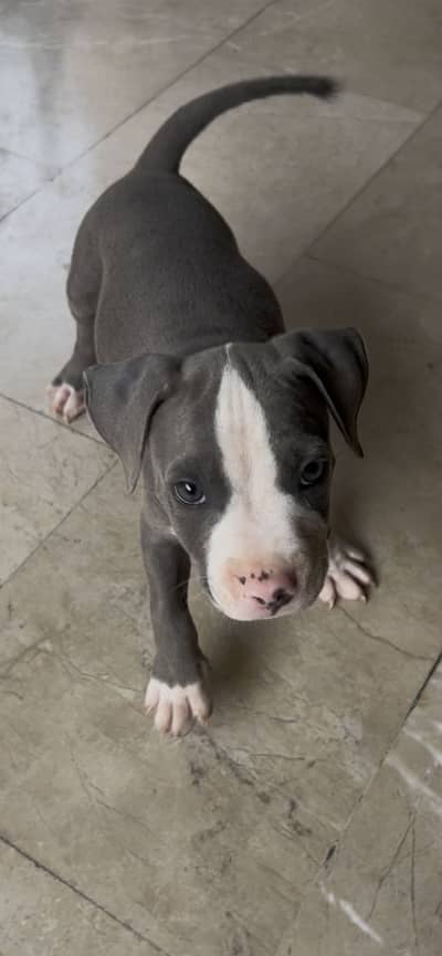 Pitbull very high quality male 2 months age