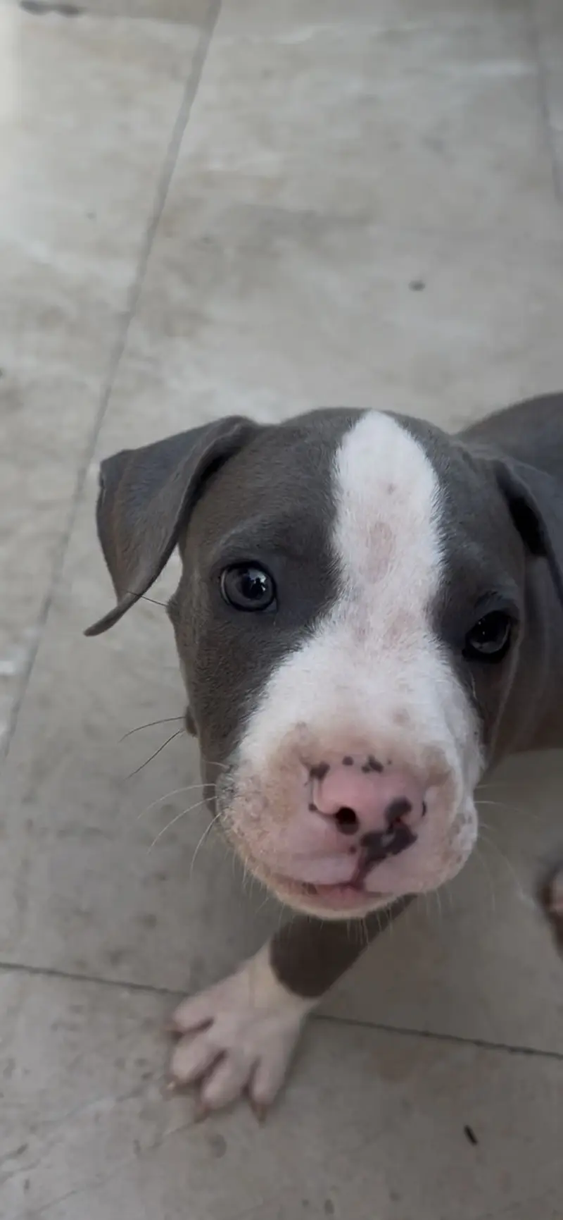 Pitbull very high quality male 2 months age — photo 2