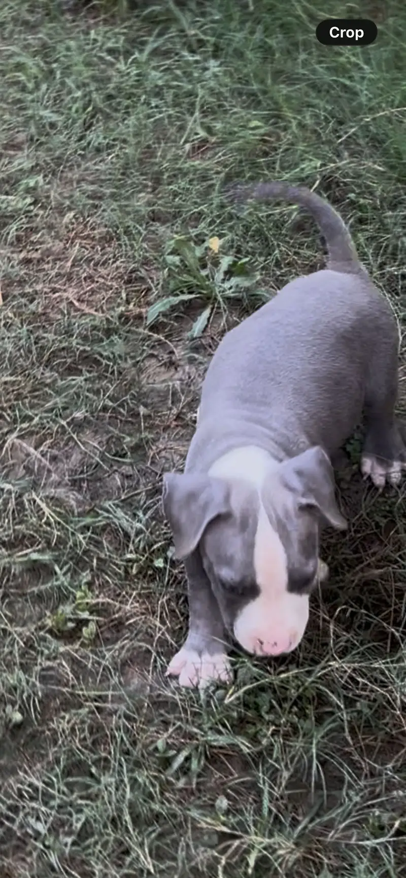 Pitbull very high quality male 2 months age — photo 3