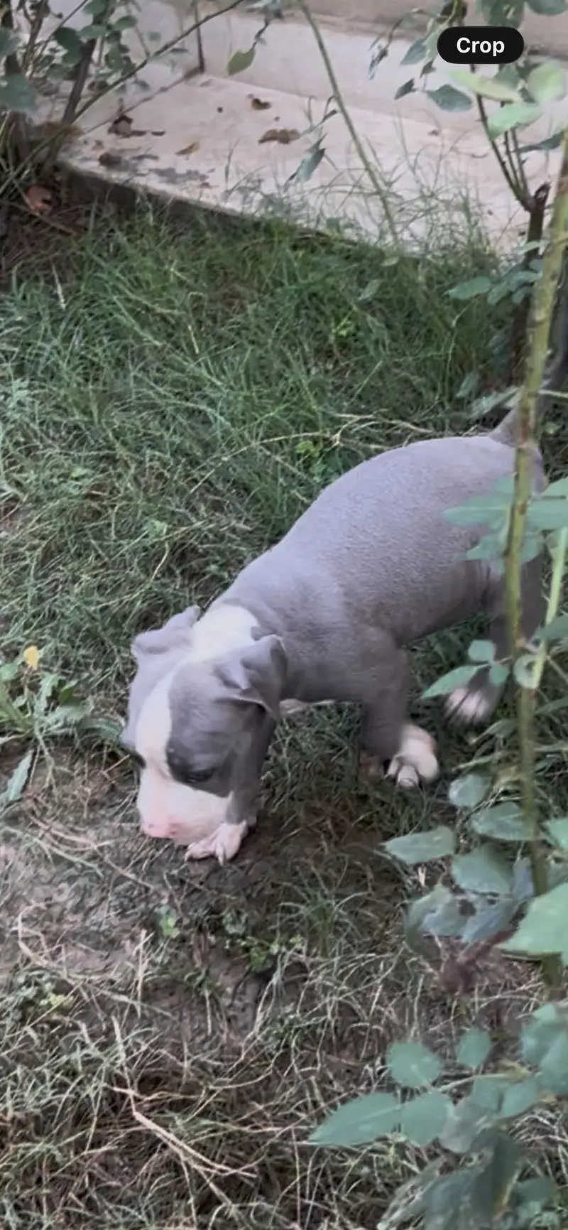 Pitbull very high quality male 2 months age — photo 4