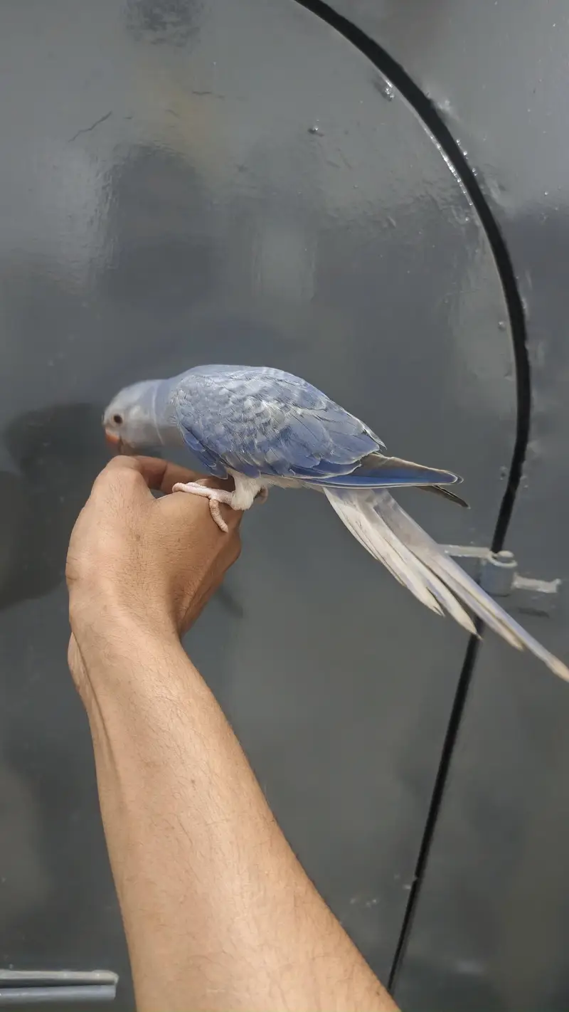 voilet df ct tame patha dna male — photo 2