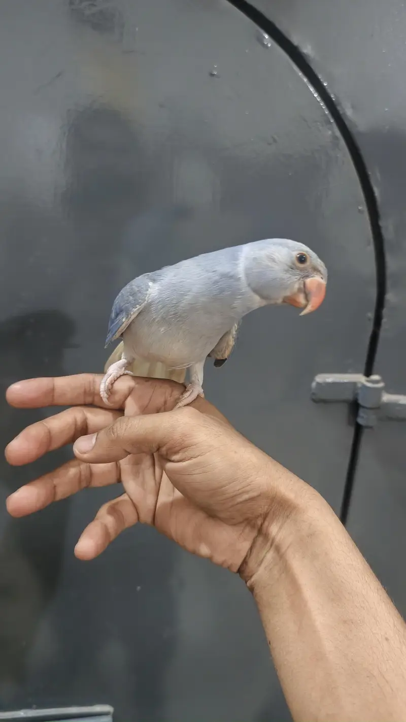 voilet df ct tame patha dna male — photo 3