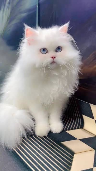 Persioan cat punched face