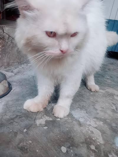 parian male cat triple cot