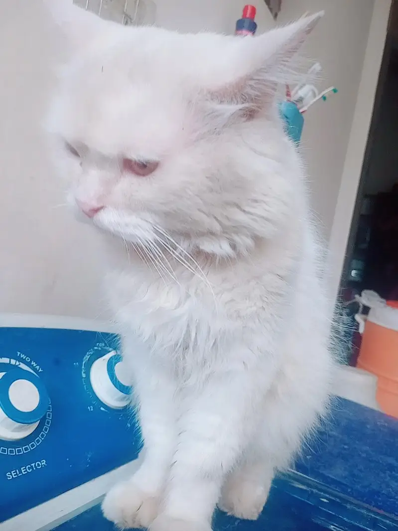 parian male cat triple cot — photo 3