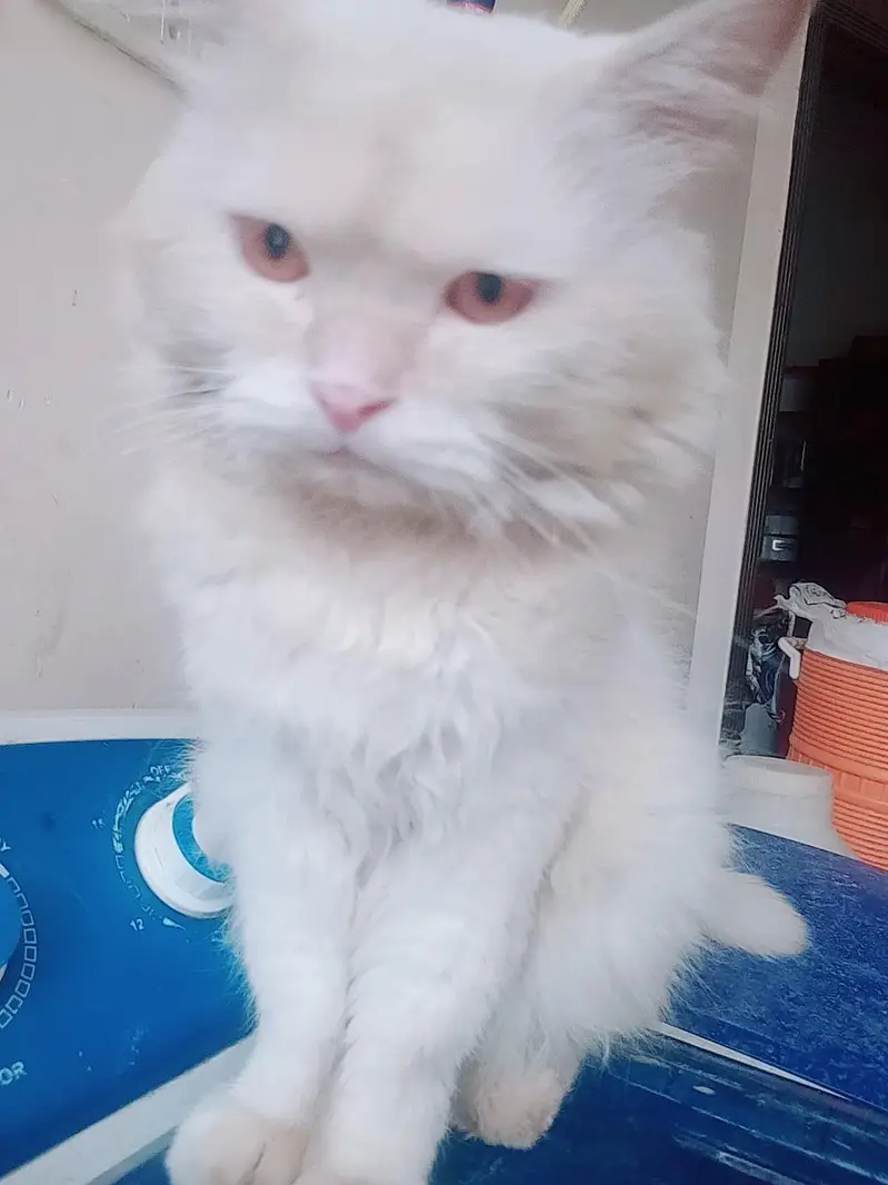 parian male cat triple cot — photo 4