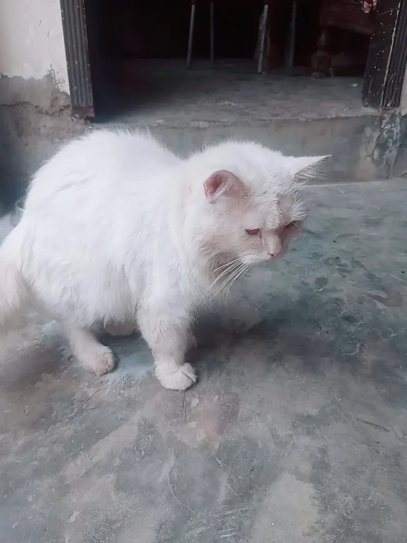 parian male cat triple cot — photo 5