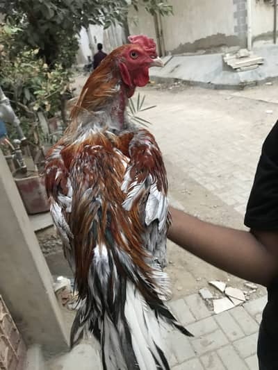 Only serious buyer can contact