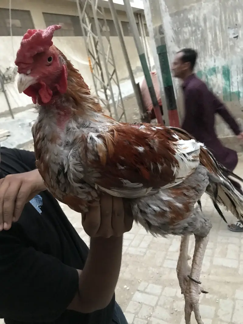 Only serious buyer can contact — photo 2