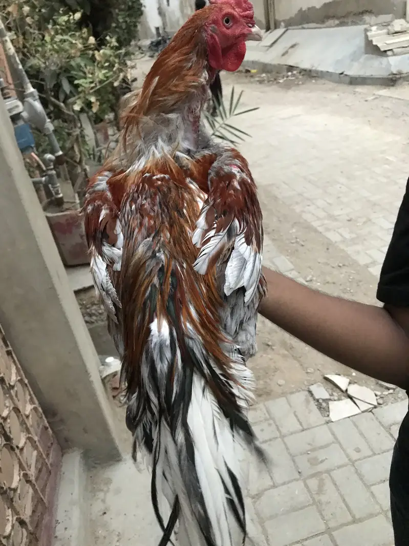 Only serious buyer can contact — photo 3