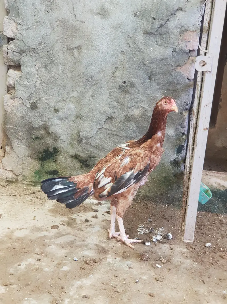 aseel phati — photo 3