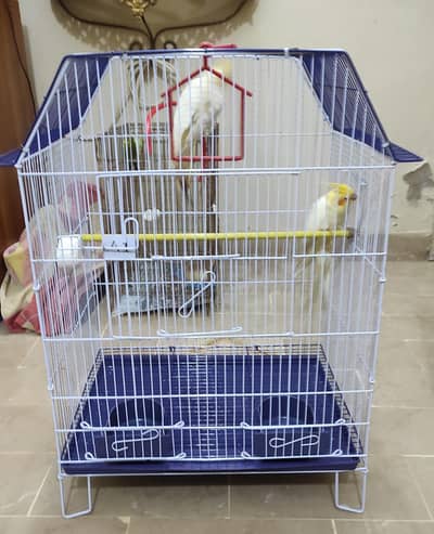 Jumbo size cage for sale with 1 budgies pair free