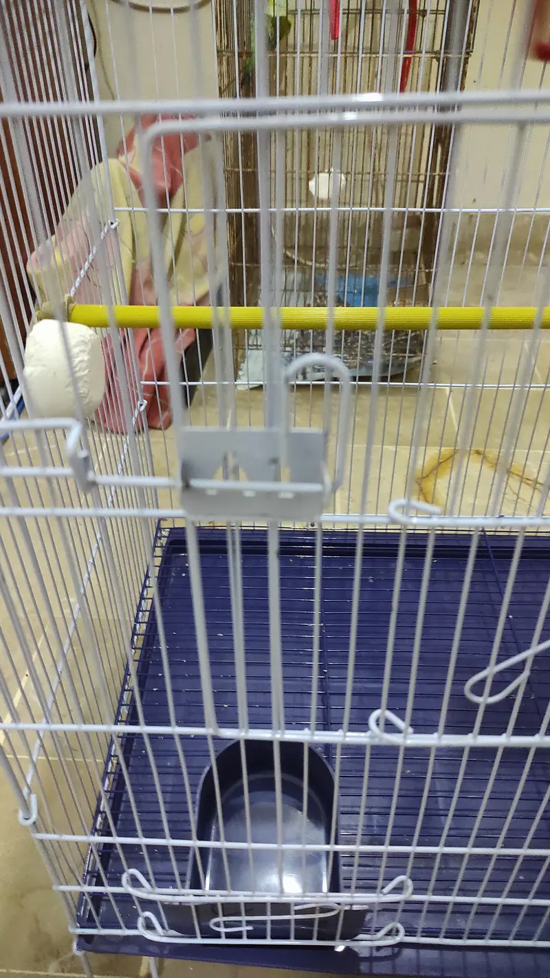 Jumbo size cage for sale with 1 budgies pair free — photo 2