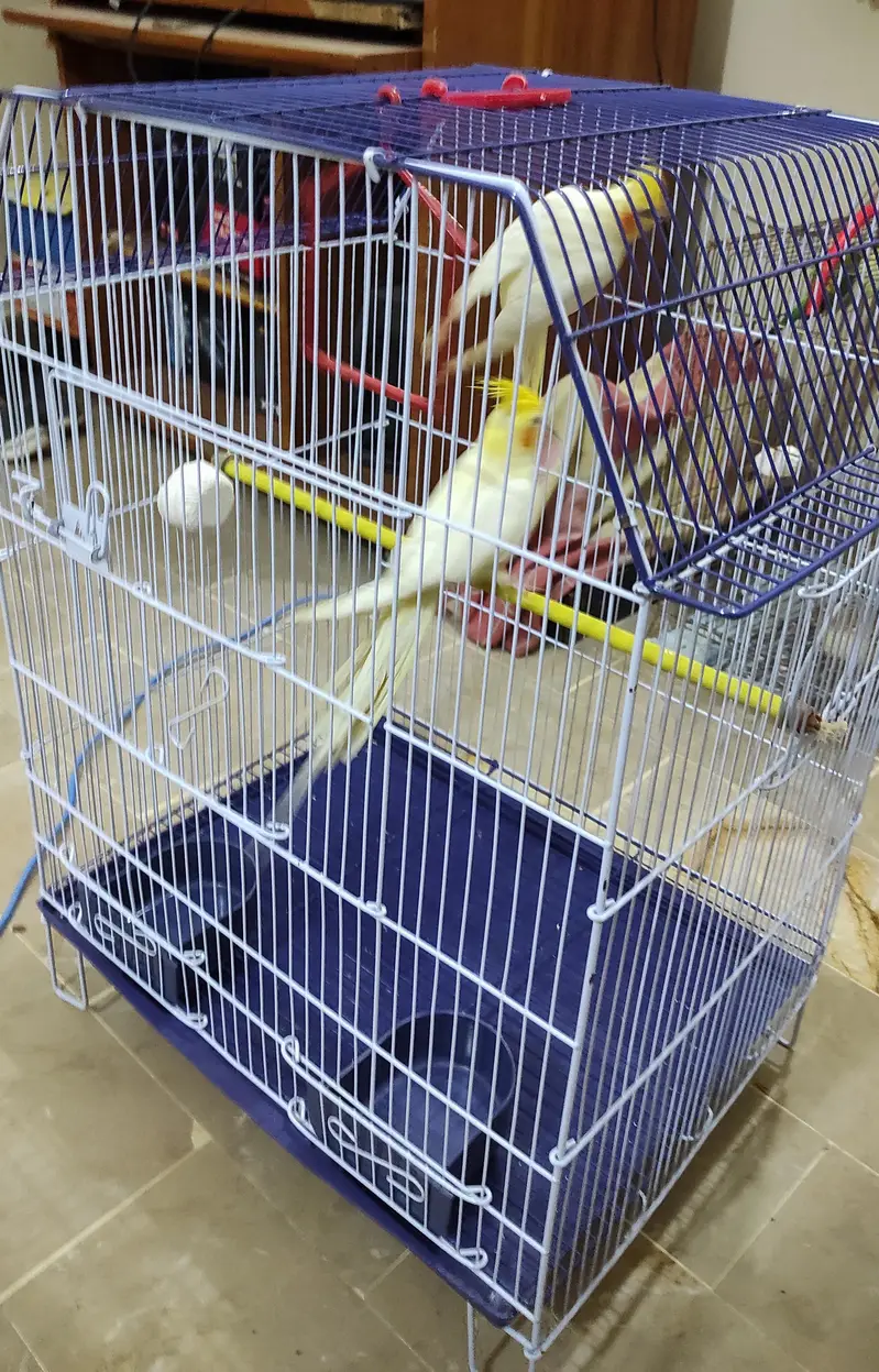 Jumbo size cage for sale with 1 budgies pair free — photo 3